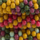Colour Maroon selected