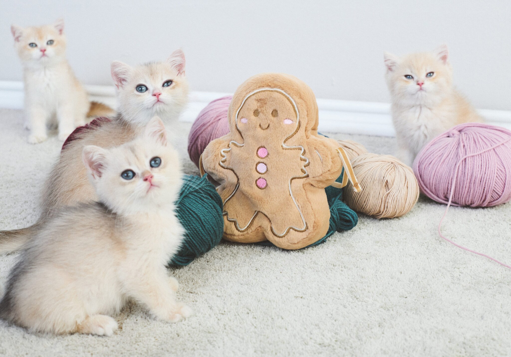 Gingerbread cookie bag - Panoramic plane