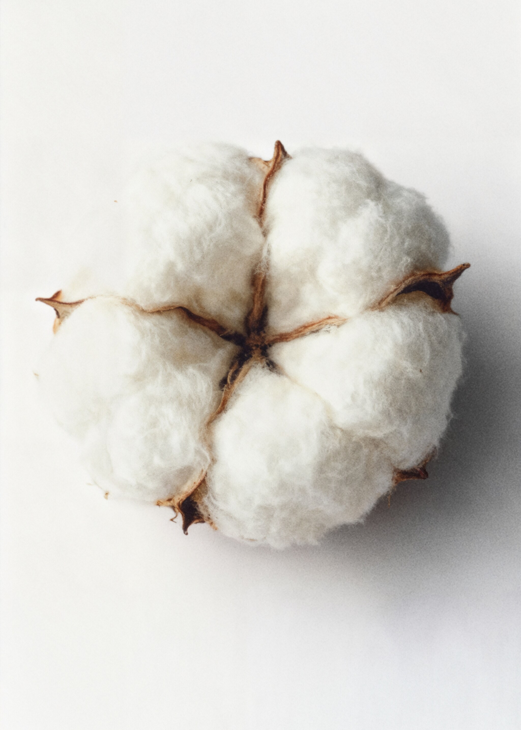 (£24.99 /100ml) Cotton Spice Perfume 80 ml - Details of the article 6, Mink Grey. Ref: 27031171-00.