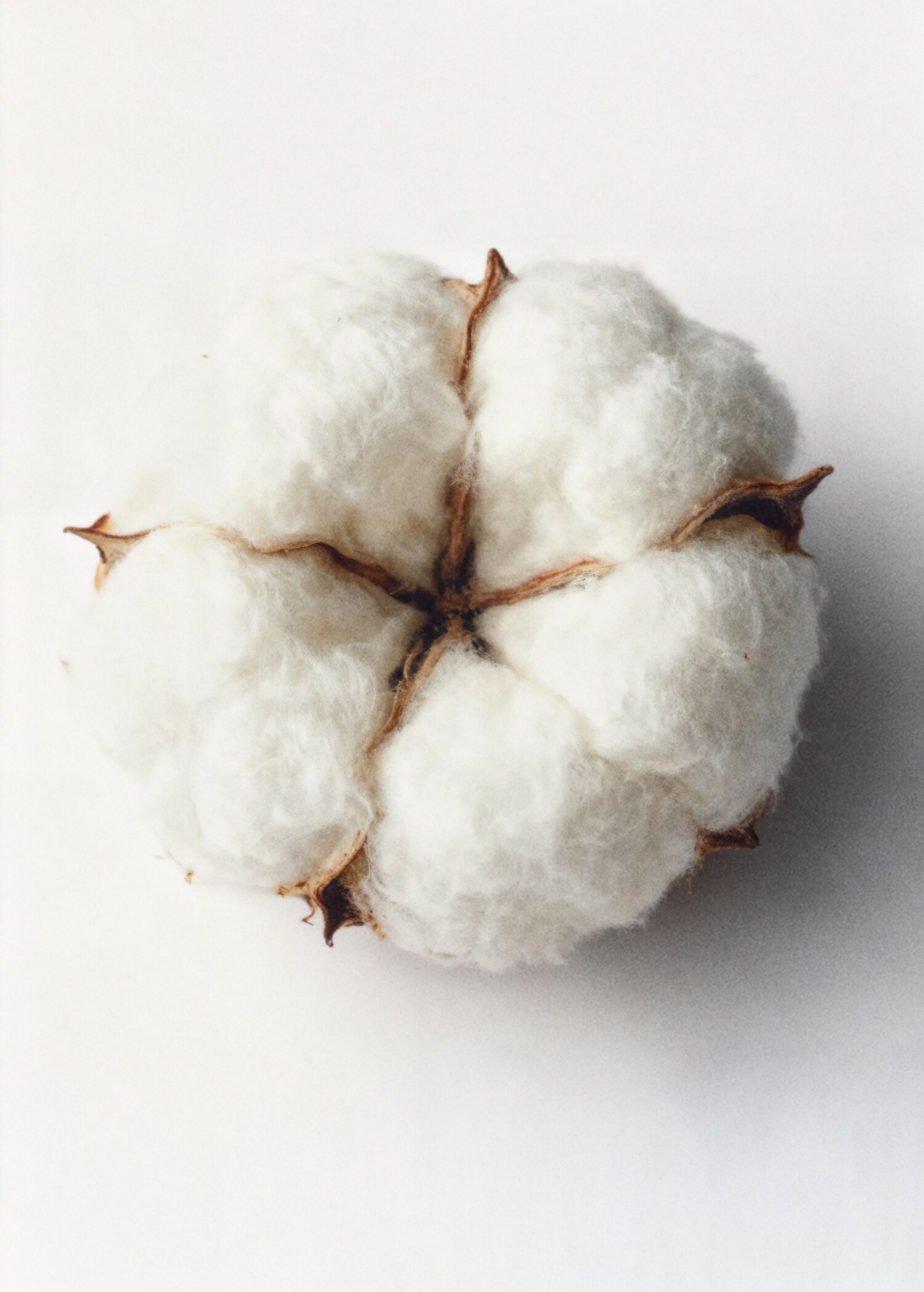 (24,99 € /100 ml) Parfum Cotton Spice 80 ml - Détail de l'article 6