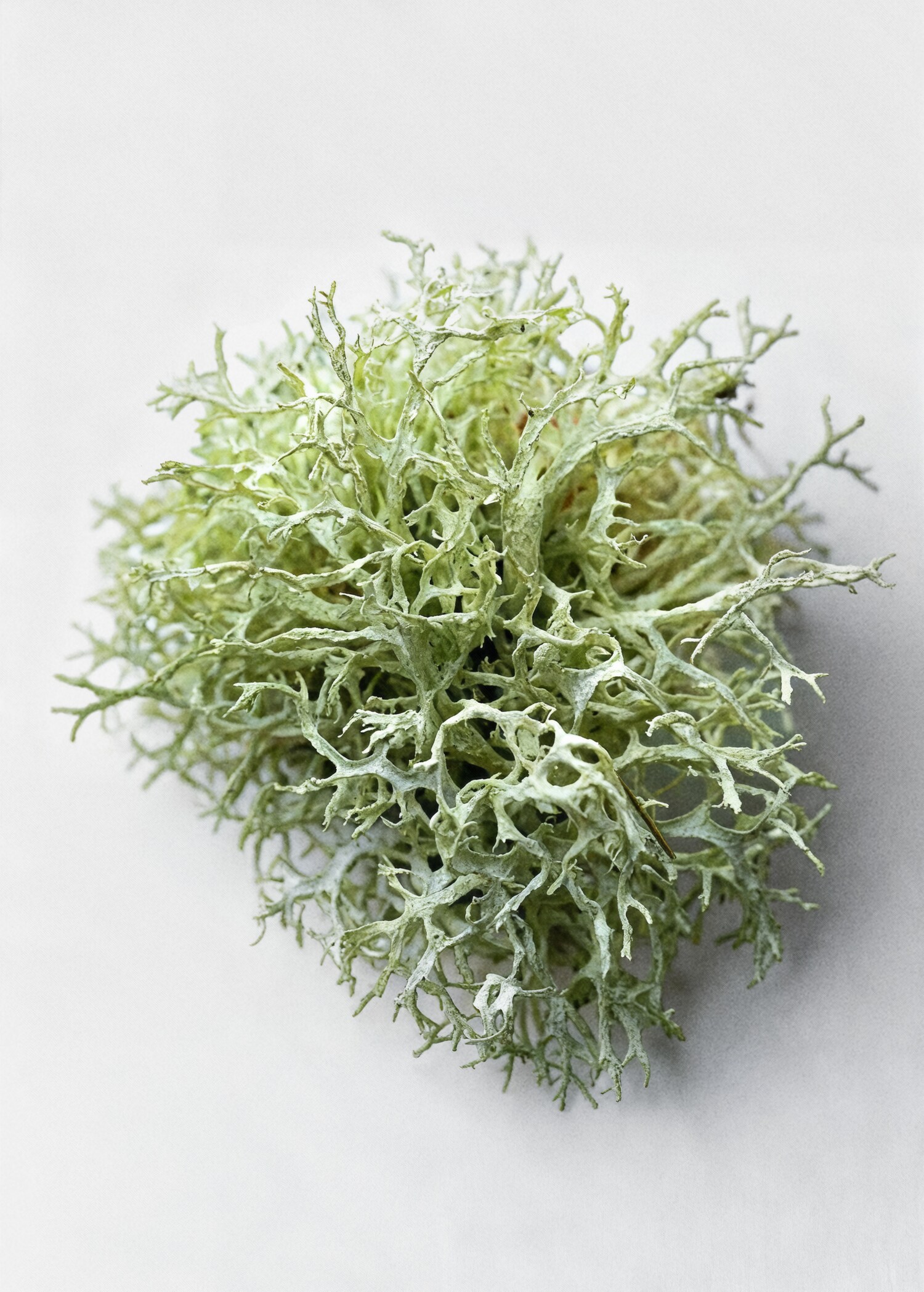 Parfum Tonka Royale 80 ml - Détail de l'article 6