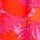 Color Rosa