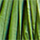 Colour Green