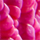 Colour Fuchsia selected