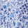 Colour Blue selected