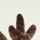 Colour Brown selected