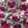 Colour Fuchsia