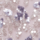 Colour Light/Pastel Purple selected