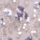 Colour Light/Pastel Purple selected