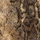 Couleur Marron sélectionnée