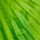 Colour Green