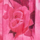 Couleur Fuchsia sélectionnée