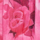 Colour Fuchsia selected