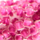 Couleur Rose fluo sélectionnée