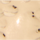 Kleur Goud geselecteerd