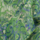 Colour Green selected