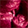 Colour Red selected
