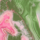 Colour Pink selected