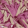 Couleur Rose sélectionnée