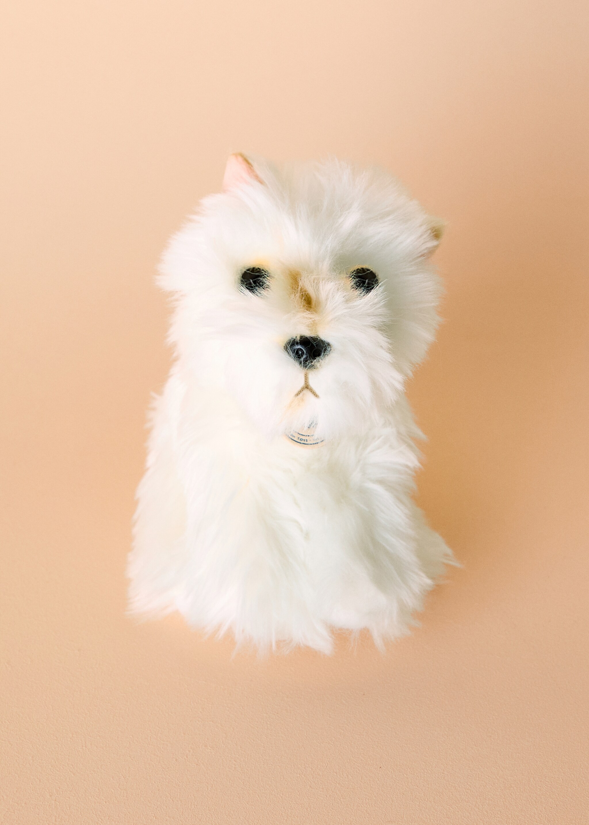 Timothy stuffed dog - General plane